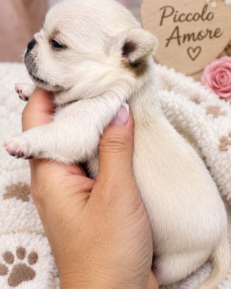 Dolcissima chihuahua