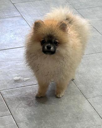 Pomerania