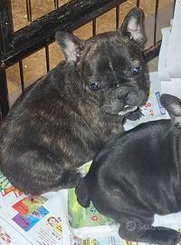 Cuccioli di bulldog Francese