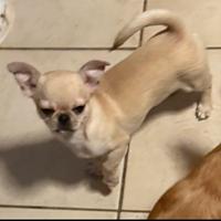 Chihuahua cucciola