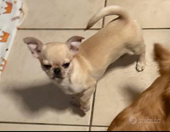 Chihuahua cucciola