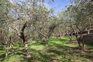 Oliveto cultivar moraiolo