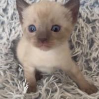 Bengala cuccioli su prenotazione