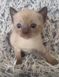 Bengala cuccioli su prenotazione