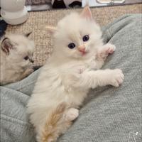 Cucciolo siberiano con pedigree