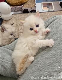 Cucciolo siberiano con pedigree