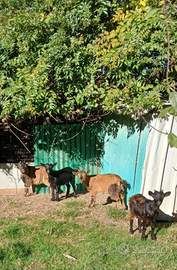 Capretta tibetana giovane