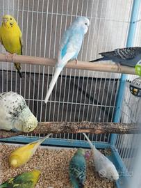 3 coppie pappagallini ondulati