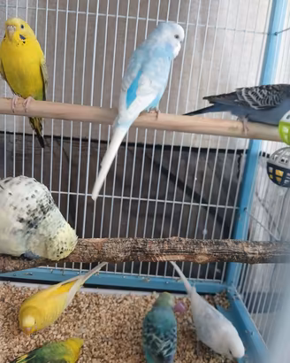 3 coppie pappagallini ondulati