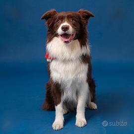 Border collie per monta