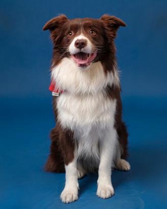 Border collie per monta