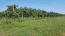 azienda-agricola-completa-a-cancelli-chiusi