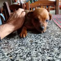 Cuccioli pincher