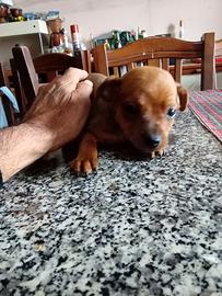 Cuccioli pincher