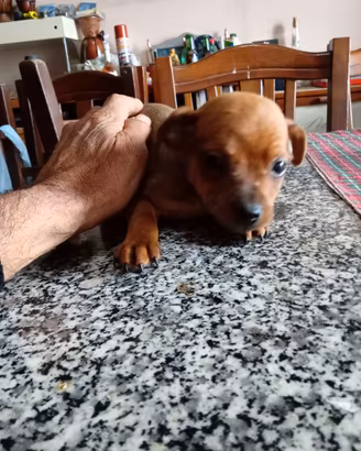 Cuccioli pincher