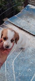 Cuccioli di Breton