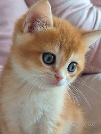 Cucciolo British Shorthair  ny12 