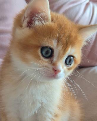 Cucciolo British Shorthair  ny12 