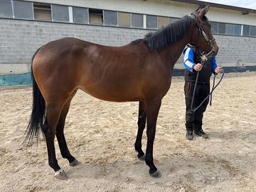 Cavalla Purosangue inglese