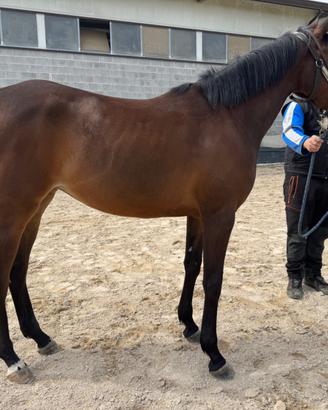 Cavalla Purosangue inglese