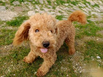 Barboncino toy red o champagne con albicocca