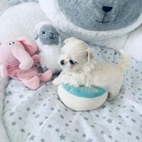 Cuccioli di maltese solo maschi