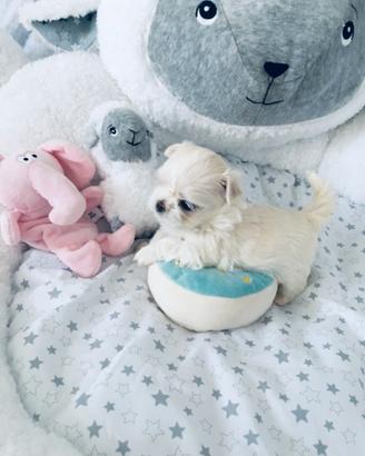 Cuccioli di maltese solo maschi femmine