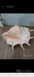 conchiglia grande vintage 