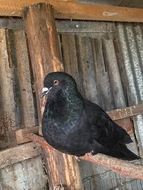 Colombi taglia grande