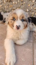 Ultime 3 cucciole femmine pastore australiano