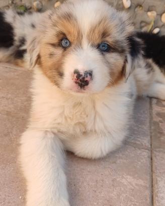 Ultime 3 cucciole femmine pastore australiano