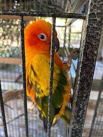 Conuro del sole
