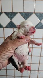 Cuccioli Staffordshire Bull Terrier pedigree