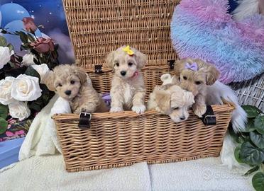 Maltipoo toy