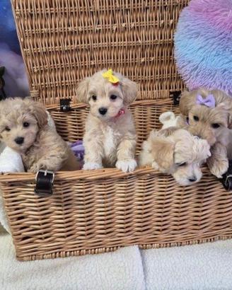 Maltipoo toy