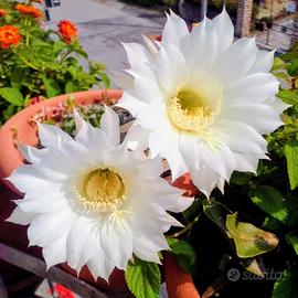 pianta grassa dai fiori bianchi 
