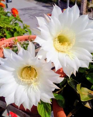 pianta grassa dai fiori bianchi 