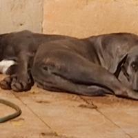 Cuccioli di Cane Corso