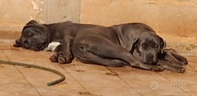 Cuccioli di Cane Corso