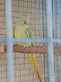 Parrocchetti dal collare
