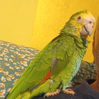 Pappagallo ammazzonica