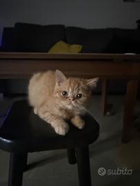 Persiano shorthair