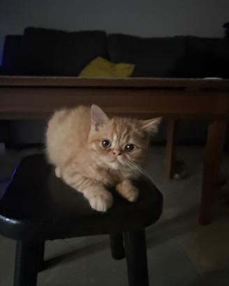 Persiano shorthair