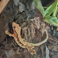 Allevamento gechi cilliatus