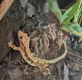 Allevamento gechi cilliatus