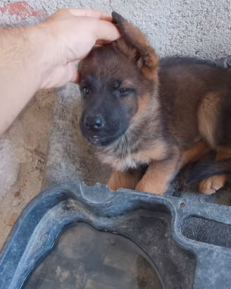 Ultimi 2 Cuccioli di pastore Tedesco