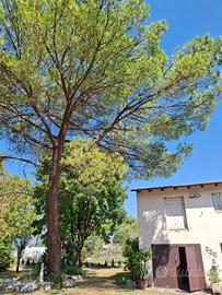 Abbattimento alberi e permuta con legna