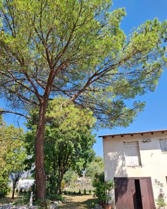 Abbattimento alberi e permuta con legna