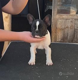 Bouledogue francese