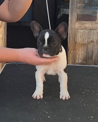 Bouledogue francese